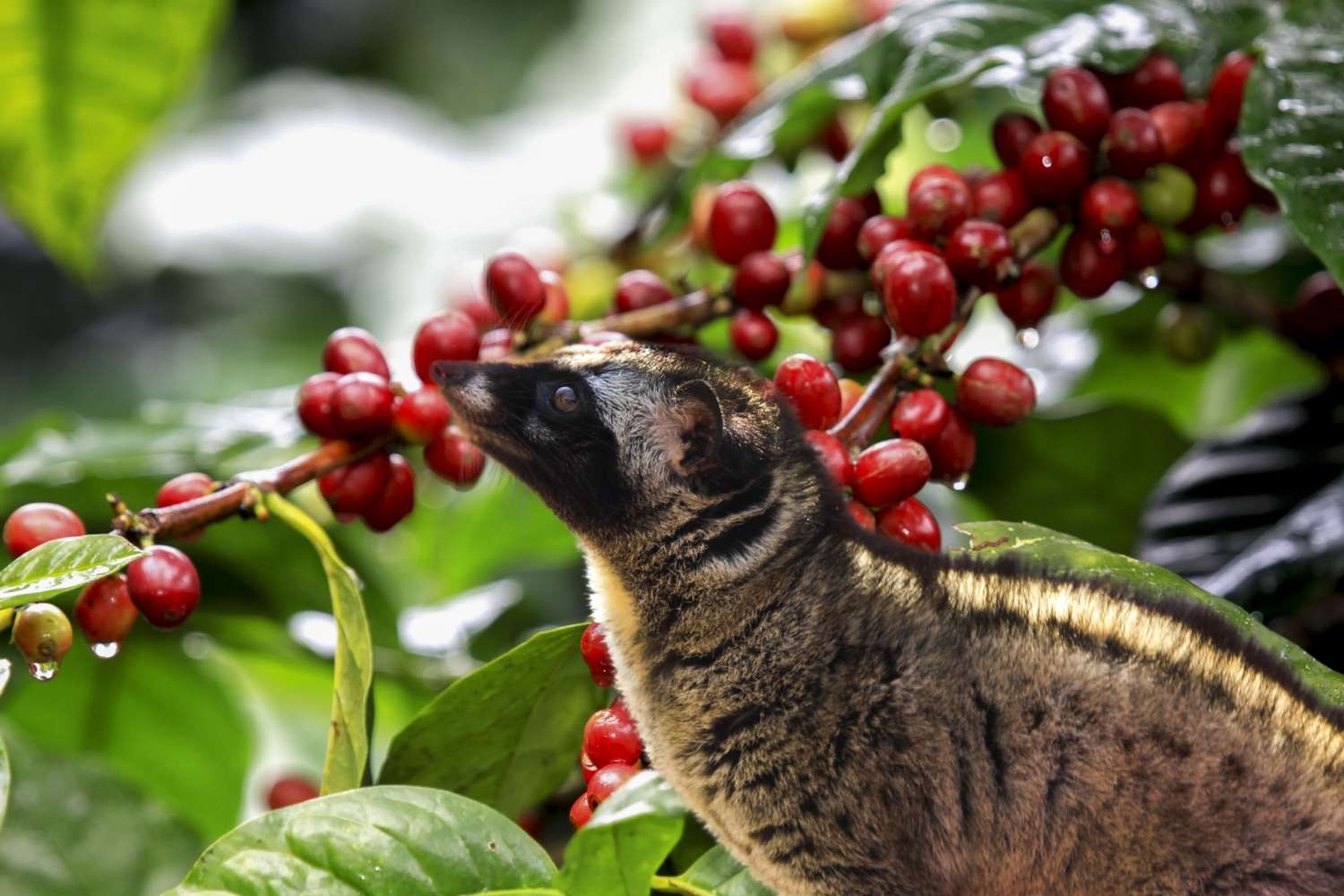 Kopi Luwak قهوه زیلوکس