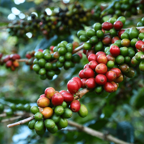 درخت قهوه  عربیکا Arabica coffee tree - سایت زیلوکس