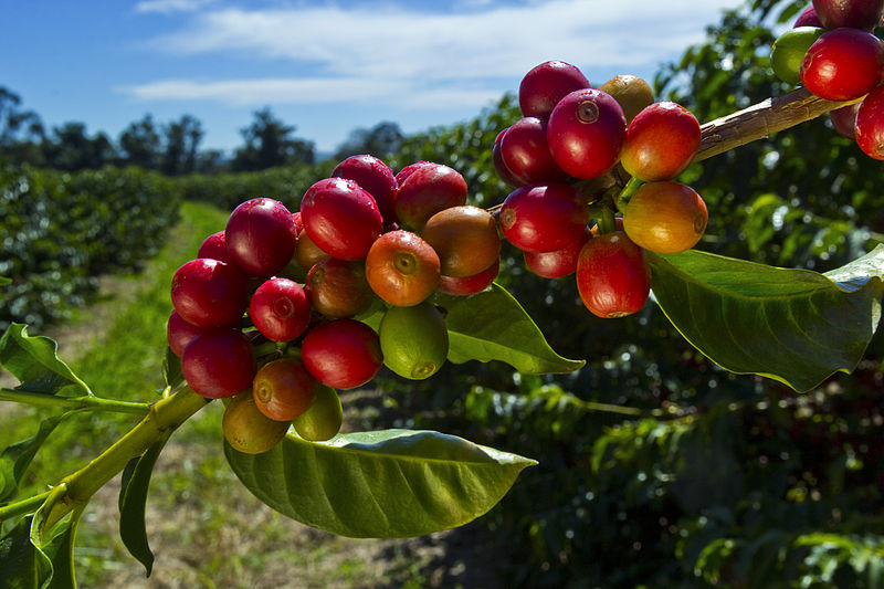 گیلاس‌های قهوه (Coffee berries)