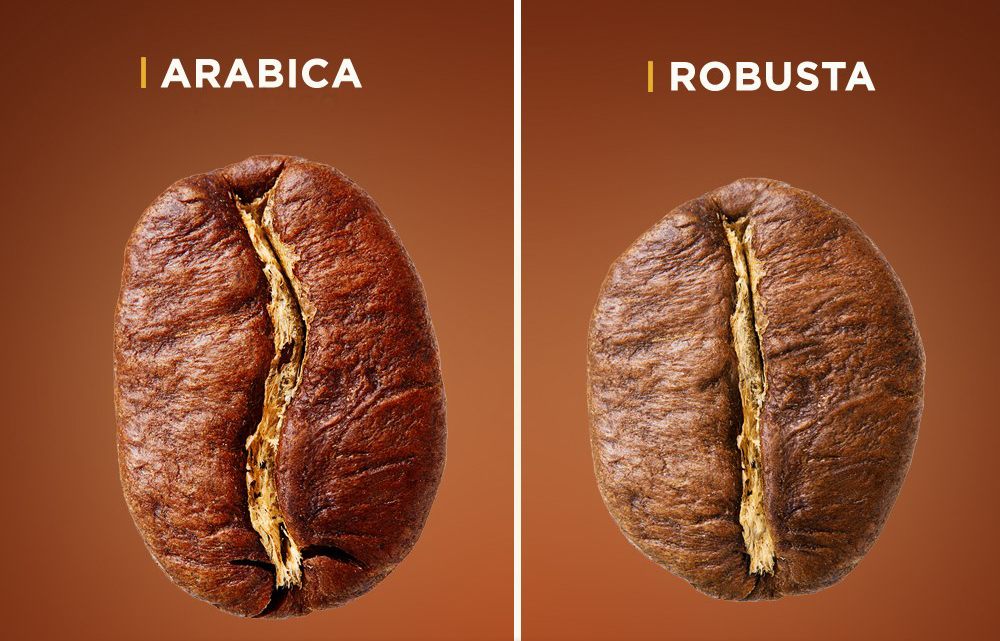 تفاوت انواع قهوه عربیکا و قهوه روبوستا The difference between Arabica coffee and Robusta coffee سایت زیلوکس