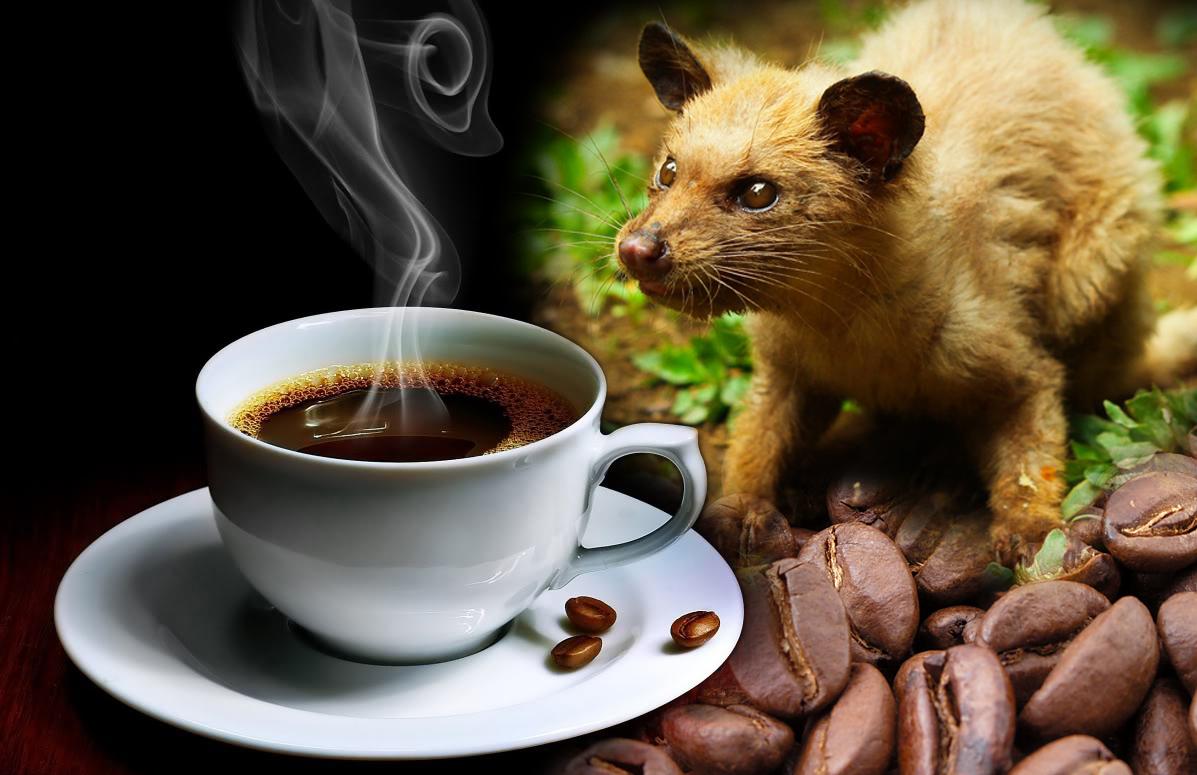 قهوه Kopi Luwak