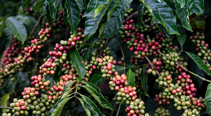 درخت‌های  قهوه روبوستا  Robusta coffee trees سایت زیلوکس